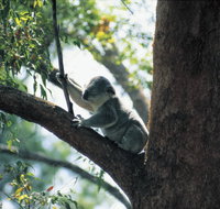 Daisy Hill Conservation Park - Tourism Noosa