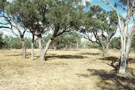 Forest Den National Park - Tourism Noosa 0