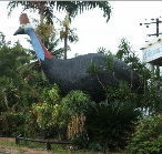 The Big Cassowary - Tourism Noosa