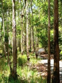 Hallorans Hill - Tourism Noosa 0