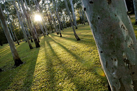 Tondoon Botanic Gardens - Tourism Noosa 0