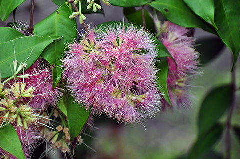 Tondoon Botanic Gardens - Tourism Noosa 5