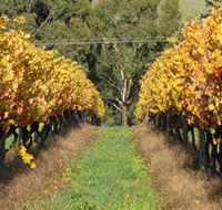 Wild Dog Winery  Restaurant - Tourism Noosa