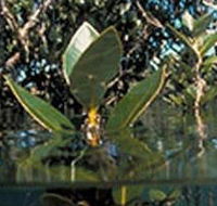 Jawbone Marine Sanctuary - Tourism Noosa