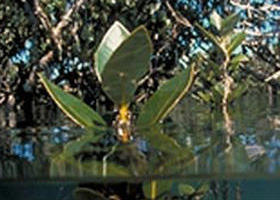 Jawbone Marine Sanctuary - Tourism Noosa 0