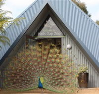 Halls Gap Zoo - Tourism Noosa