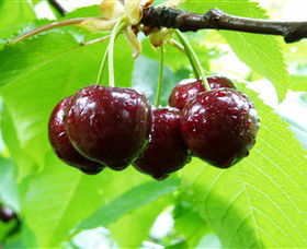 Red Hill Cherry Farm - Tourism Noosa 0