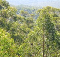 Bunyip State Park - Tourism Noosa