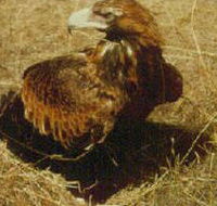 Long Forest Nature Conservation Reserve - Tourism Noosa