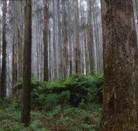 Kinglake National Park - Tourism Noosa