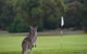 Anglesea Golf Club - thumb 0