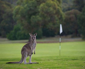 Anglesea Golf Club - Tourism Noosa 0