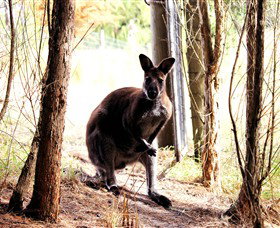 Great Ocean Road Wildlife Park - Tourism Noosa 0