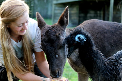 Great Ocean Road Wildlife Park - Tourism Noosa 2