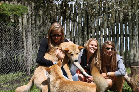 Great Ocean Road Wildlife Park - Tourism Noosa 3
