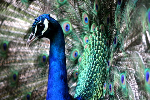 Great Ocean Road Wildlife Park - Tourism Noosa 5