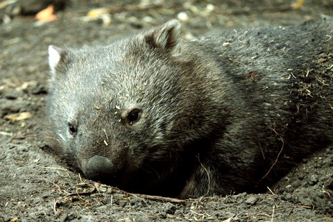 Great Ocean Road Wildlife Park - Tourism Noosa 7