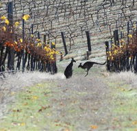 Blue Pyrenees Estate - Tourism Noosa