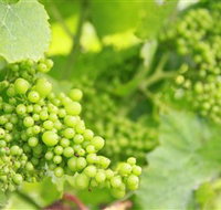 Waratah Hills Vineyard - Tourism Noosa