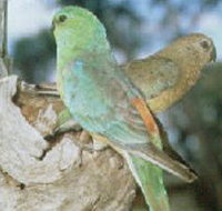 Lake Albacutya Regional Park - Tourism Noosa