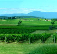 Acacia Ridge Vineyard - Tourism Noosa