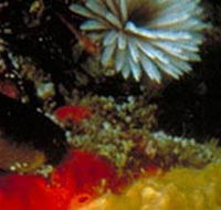Point Cooke Marine Sanctuary - Tourism Noosa
