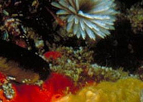 Point Cooke Marine Sanctuary - Tourism Noosa 0