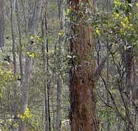 Heathcote-Graytown National Park - Tourism Noosa