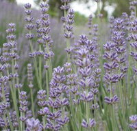 Warratina Lavender Farm