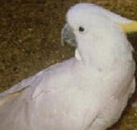 Plenty Gorge Park - Tourism Noosa