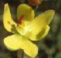 Langwarrin Flora and Fauna Reserve - Tourism Noosa