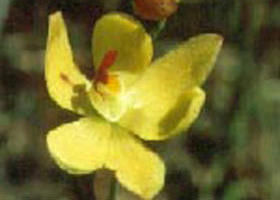 Langwarrin Flora And Fauna Reserve - Tourism Noosa 0