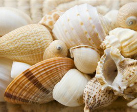 Anglesea Beach Club - Tourism Noosa 0