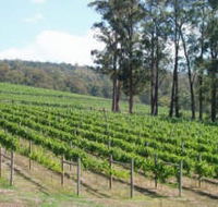 Piedmont Vineyard - Tourism Noosa