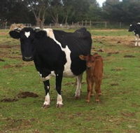 Animal Land Children's Farm - Tourism Noosa