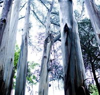 Dandenong Ranges National Park - Tourism Noosa