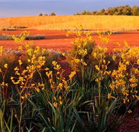 Royal Botanic Gardens Victoria Cranbourne - Tourism Noosa