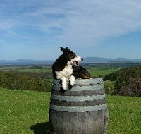 Windy Ridge Vineyard and Winery - Tourism Noosa