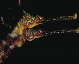 Eagle Rock Marine Sanctuary - Tourism Noosa 0