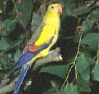 Lake Hindmarsh Reserve - Tourism Noosa