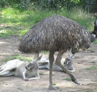 Bundoora Park - Tourism Noosa