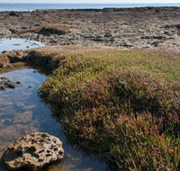 Ricketts Point Marine Sanctuary - Tourism Noosa
