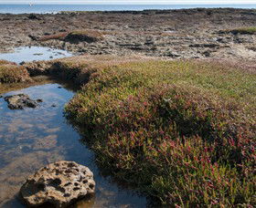 Ricketts Point Marine Sanctuary - Tourism Noosa 0
