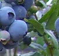 Tuckerberry Hill - Tourism Noosa