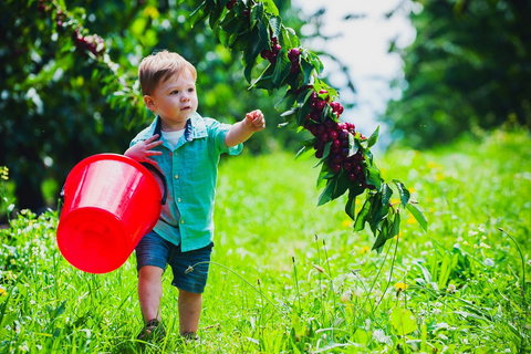 Cherryhill Orchards - Tourism Noosa 2