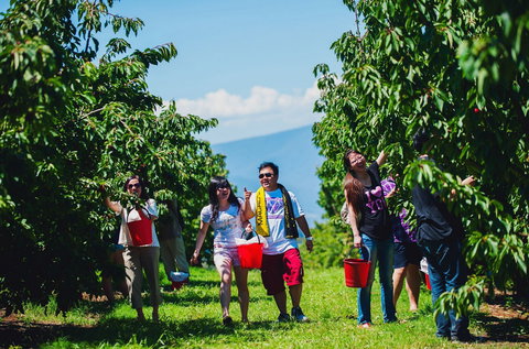 Cherryhill Orchards - Tourism Noosa 4