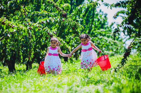 Cherryhill Orchards - Tourism Noosa 6