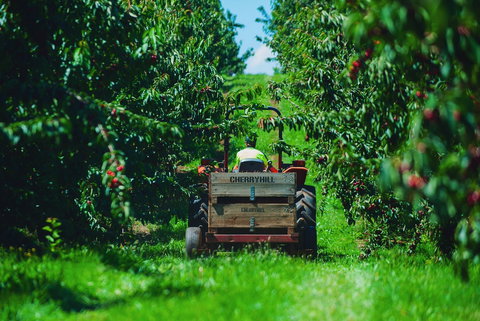 Cherryhill Orchards - Tourism Noosa 7