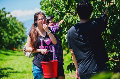 Cherryhill Orchards - Tourism Noosa 9