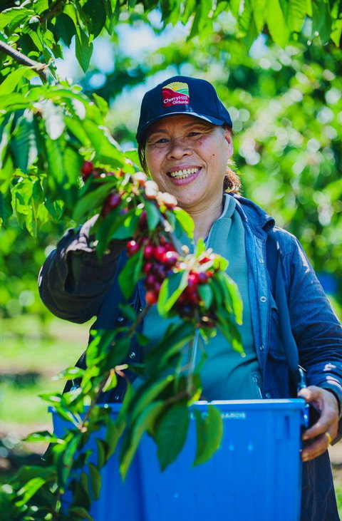 Cherryhill Orchards - Tourism Noosa 11